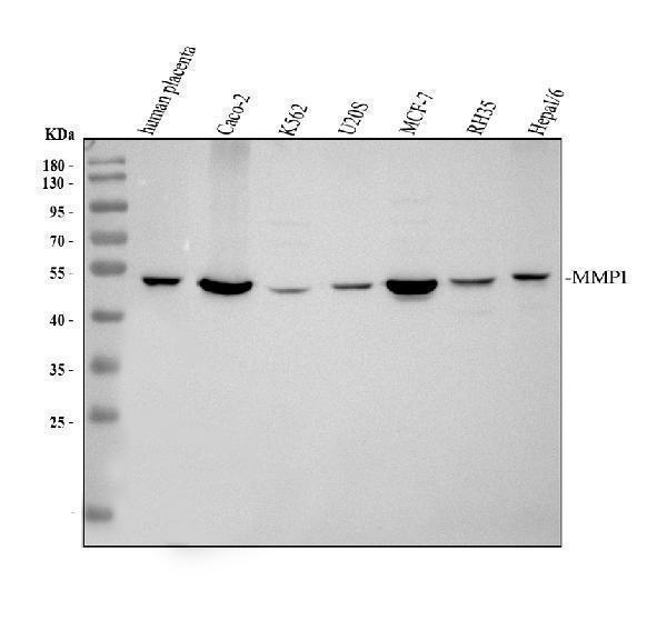 a00733 1 mmp1 primary antibodies wb testing 1_1_1