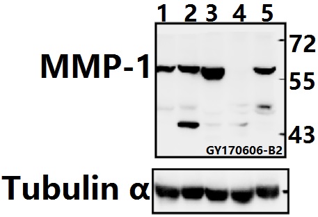 a00733 2 mmp1 primary antiboties wb testing 1