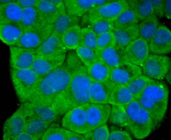 ICC staining STAT4 in Hela cells (green)