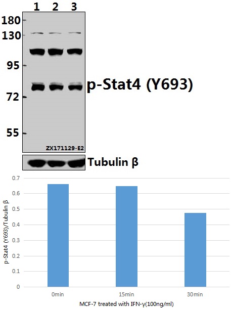 a00734y693 stat4 primary antiboties wb testing 1