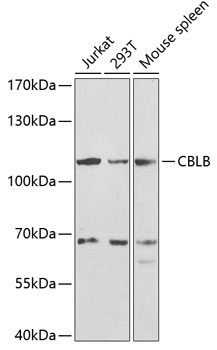 Western blot analysis of extracts of various cell lines, using CBLB antibody  at 1:1000 dilution