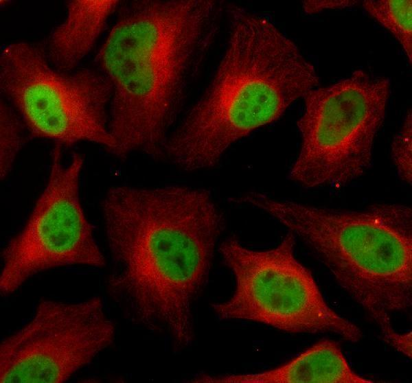 a00736 1 elavl1 primary antibodies if testing 1