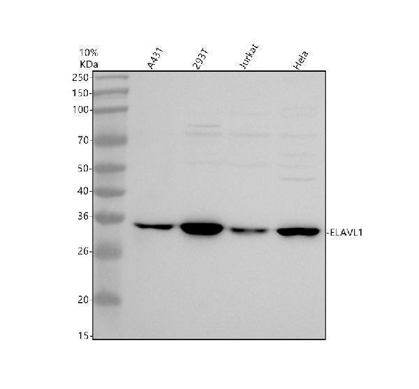 a00736 1 elavl1 primary antibodies wb testing 1