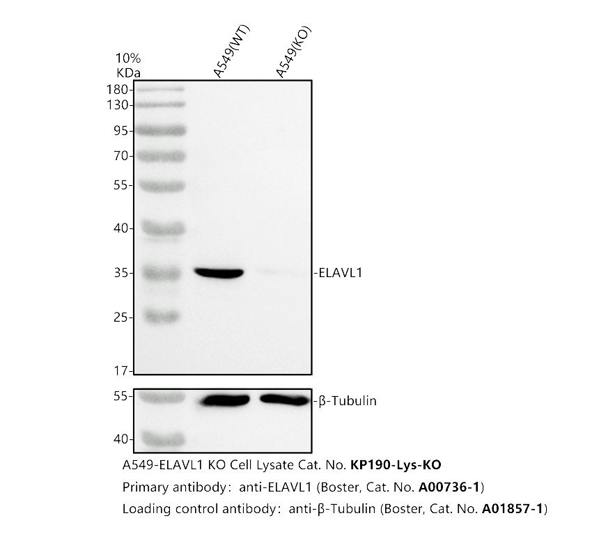 a00736 1 elavl1 primary antibodies wb testing 2