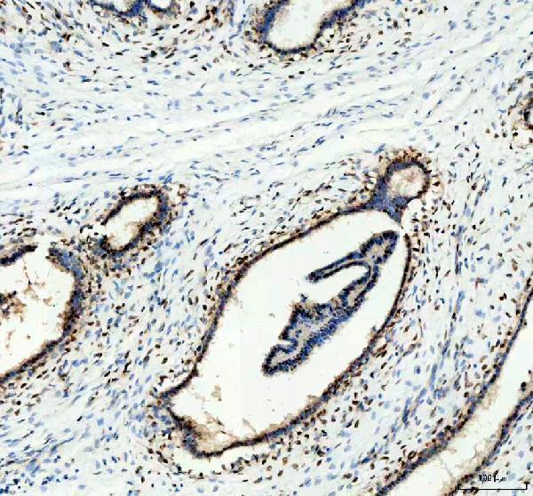  IHC analysis of HuR/ELAVL1 using anti-HuR/ELAVL1 antibody (A00736-1)
