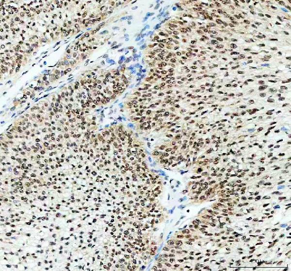  IHC analysis of HuR/ELAVL1 using anti-HuR/ELAVL1 antibody (A00736-1)