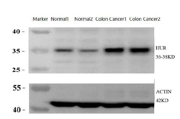 a00736 1 hur elavl1 primary antibodies wb review 3