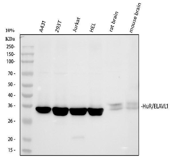  Western blot analysis of HuR/ELAVL1 using anti-HuR/ELAVL1 antibody (A00736-1)