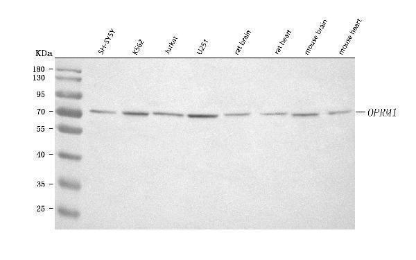  Western blot analysis of OPRM1 using anti-OPRM1 antibody (A00737-2)