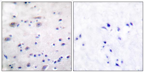 a00737s375 1 oprm1 primary antibodies ihc testing 5