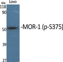 Western Blot analysis of various cells using Phospho-MOR-1 (S375) Polyclonal Antibody