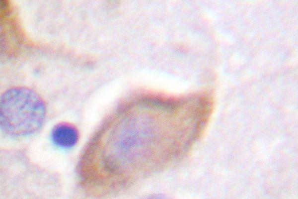 Immunohistochemistry (IHC) analysis of p-MOR-1 (S375) pAb in paraffin-embedded mouse brain tissue