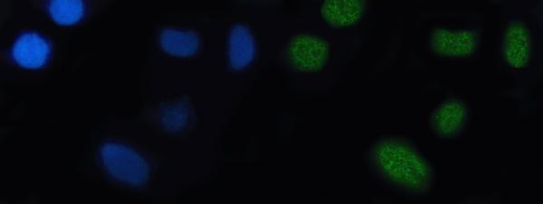 a00738 2 nkx2 5 primary antibodies if testing 2