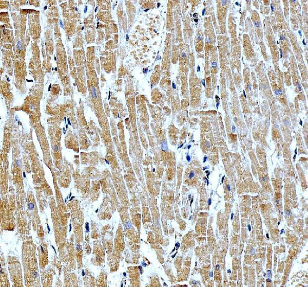 a00738 2 nkx2 5 primary antibodies ihc testing 1