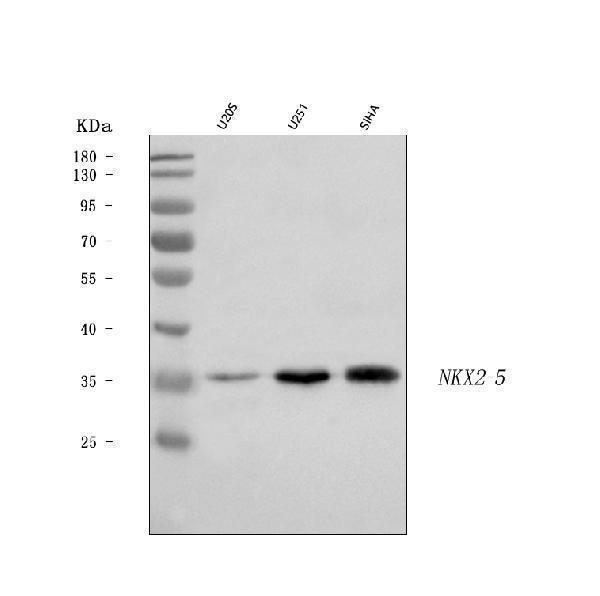 a00738 2 nkx2 5 primary antibodies wb testing 1