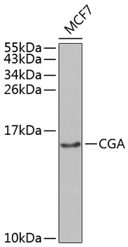 a00739 cga primary antiboties wb testing 1