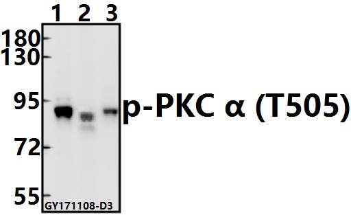 Western blot (WB) analysis of p-PKC α (T505) pAb at 1:500 dilution
Lane1:Hela whole cell lysate(10ug)
Lane2:The Kidney tissue lysate of Mouse(40ug)
Lane3:The Heart tissue lysate of Rat(20ug)