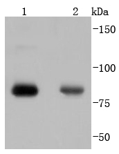 Western blot analysis of Phospho-PKC alpha(T638) on different lysates using anti-Phospho-PKC alpha(T638) antibody at 1/1,000 dilution