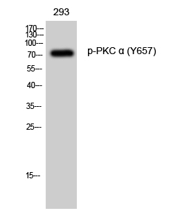 a00743y657 prkca primary antibodies wb testing 2