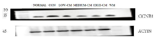 a00745 1 ccnb1 primary antibodies wb testing 3