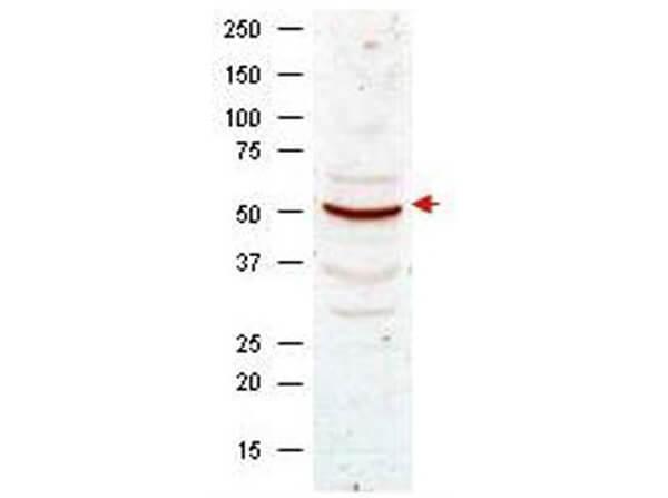 Western blot analysis using Boster's anti-Cyclin B1 antibody shows detection of Cyclin B1 present in asynchronous HeLa cell lysates