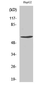 Western Blot analysis of various cells using Phospho-Cyclin B1 (S126) Polyclonal Antibody
