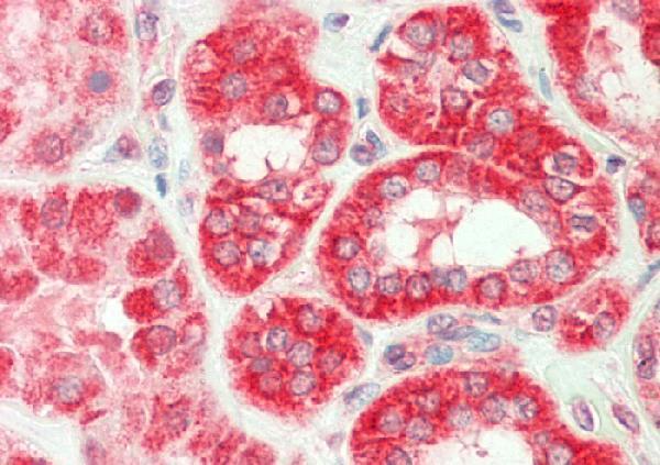Immunohistochemistry (IHC) analyzes of TNF-β (H66) pAb in paraffin-embedded human kidney tissue at 1:100