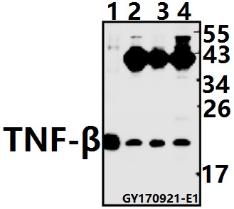 Western blot (WB) analysis of TNF-β (H66) pAb at 1:500 dilution
Lane1:The Testis tissue lysate of Rat(20ug)
Lane2:A549 whole cell lysate(40ug)
Lane3:HEK293T whole cell lysate(20ug)
Lane4:PC3 whole cell lysate(40ug)