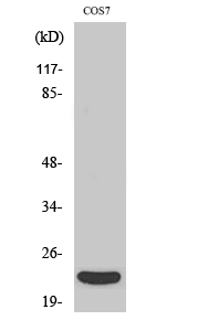 Western Blot analysis of various cells using TNF-β Polyclonal Antibody diluted at 1:1000