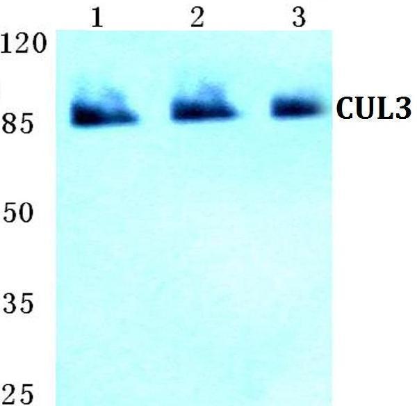 a00747 1 cul3 primary antiboties wb testing 1