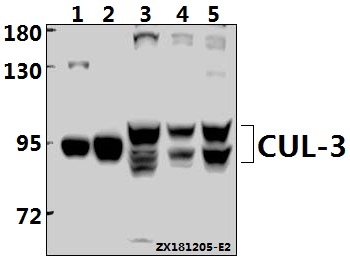 a00747s26 cul3 primary antiboties wb testing 1