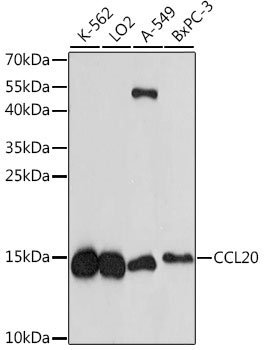 Western blot analysis of extracts of various cell lines, using CCL20 antibody  at 1:1000 dilution