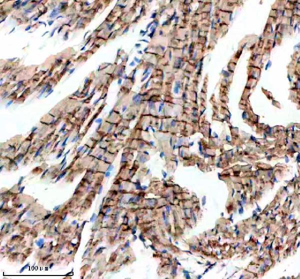 IHC analysis of MTM1 using anti-MTM1 antibody (A00749-1)
