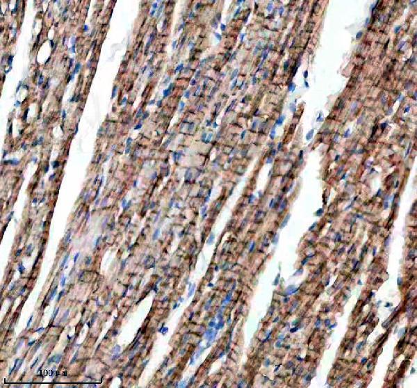 a00749 1 mtm1 primary antibodies ihc testing 3
