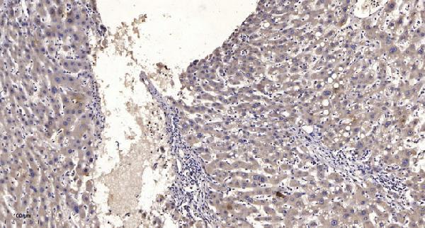 a00749 mtm1 primary antibodies ihc testing 1