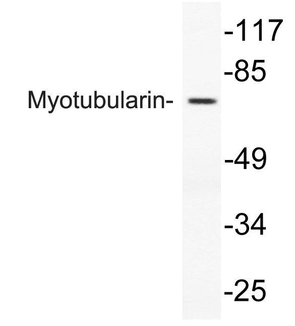 a00749 mtm1 primary antibodies wb testing 3