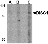 Western blot analysis of DISC1 in SK-N-SH cell lysate with DISC1 antibody at (A) 0