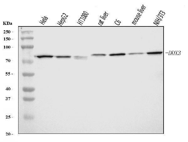 a00751 1 ddx3 primary antibodies wb testing 1