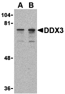 Western blot analysis of DDX3 in HepG2 cell lysate with DDX3 antibody at (A) 0