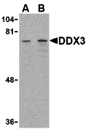 Western blot analysis of DDX3 in HepG2 cell lysate with DDX3 antibody at (A) 1 and (B) 2 μg/mL