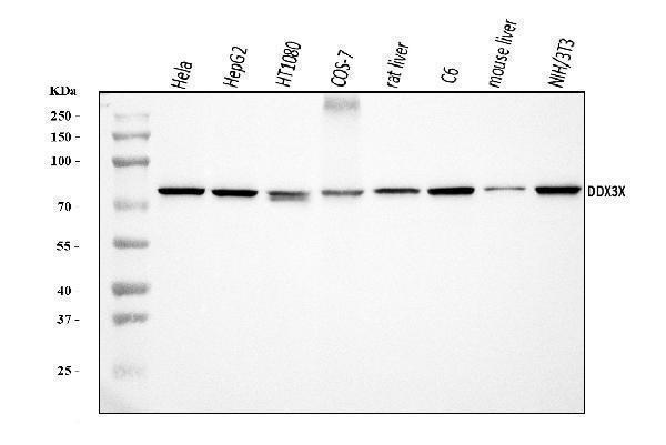  Western blot analysis of DDX3/DDX3X using anti-DDX3/DDX3X antibody (A00751-6)