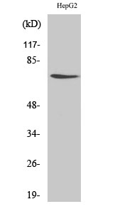 Western Blot (WB) analysis of specific cells using DDX3 Polyclonal antibody