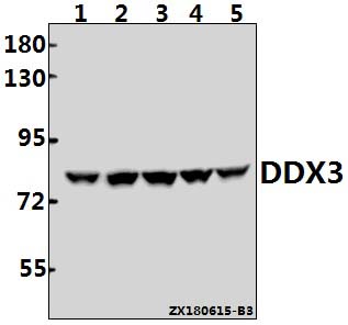 Western blot (WB) analysis of DDX3 (S63) pAb at 1:500 dilution
Lane1:PC3 whole cell lysate(40ug)
Lane2:A549 whole cell lysate(40ug)
Lane3:HepG2 whole cell lysate(40ug)
Lane4:C6 whole cell lysate(40ug)
Lane5:AML-12 whole cell lysate(40ug)