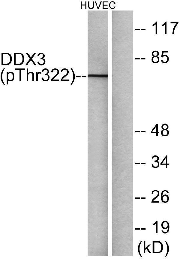 Western blot analysis of DDX3/DEAD-box Protein 3 (Phospho-Thr322) Antibody