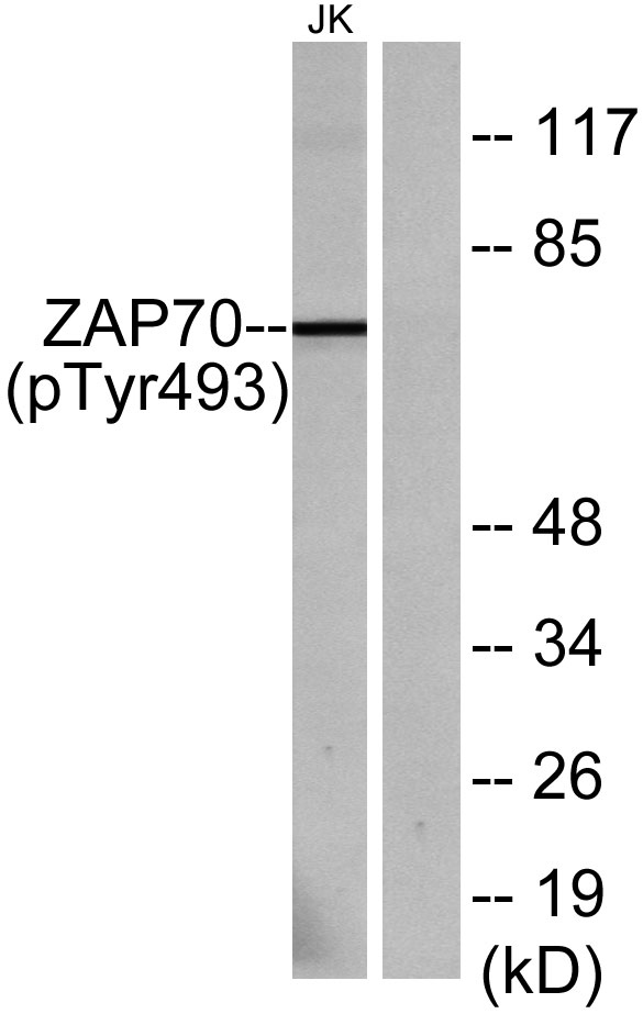 a00754y493 zap70 primary antibodies wb testing 2