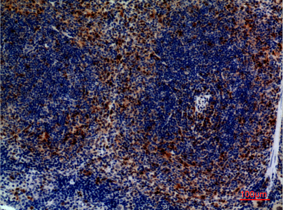 Immunohistochemical analysis of paraffin-embedded mouse-spleen, antibody was diluted at 1:100