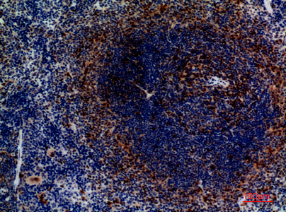 Immunohistochemical analysis of paraffin-embedded mouse-spleen, antibody was diluted at 1:100