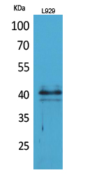 Western blot analysis of L929 cells using CKR-4 Polyclonal Antibody