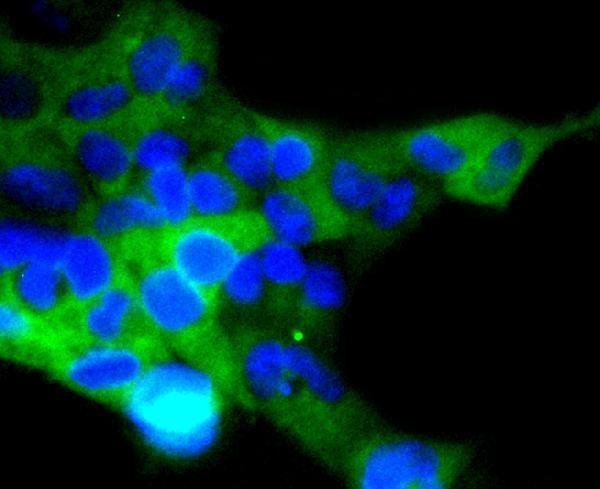 ICC staining ACE2 in 293 cells (green)