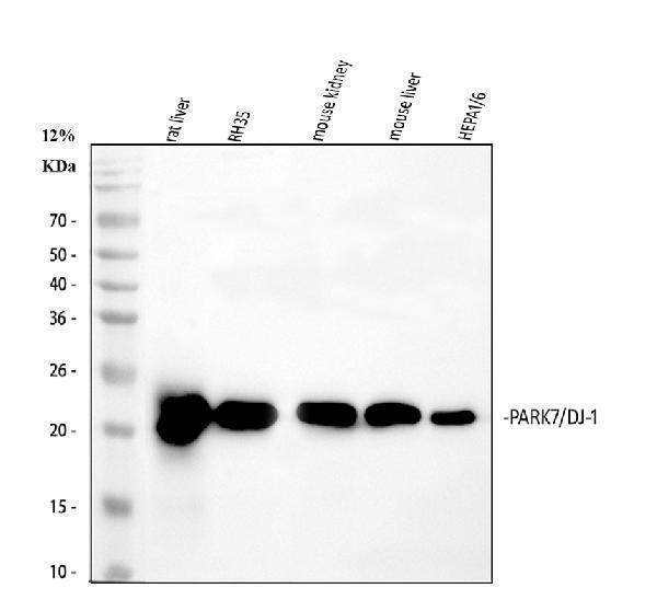  Western blot analysis of PARK7/DJ1 using anti-PARK7/DJ1 antibody (A00757-2)